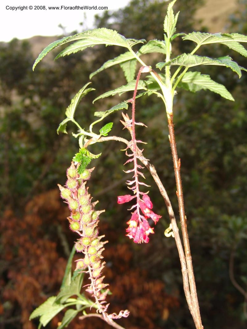 Ribes, RVasquez32898--Peru. Prv Pauctb. Rd to Manu NP. 27 Oct 07. 390.jpg