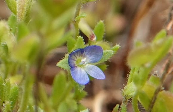 Veronica arvensis, C. Davidson 13751--Oregon. Wallowa Co. Zumwalt.Trail Cr. Rd. 4 Jun 2018. DSC04078 (35).JPG