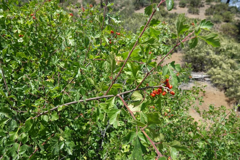 Rhus aromatica, C. Davidson 13590--CA. Tehama Co. W of Vestal Rd. on Hwy 36. 6 June 2017. DSC01078 (19).JPG