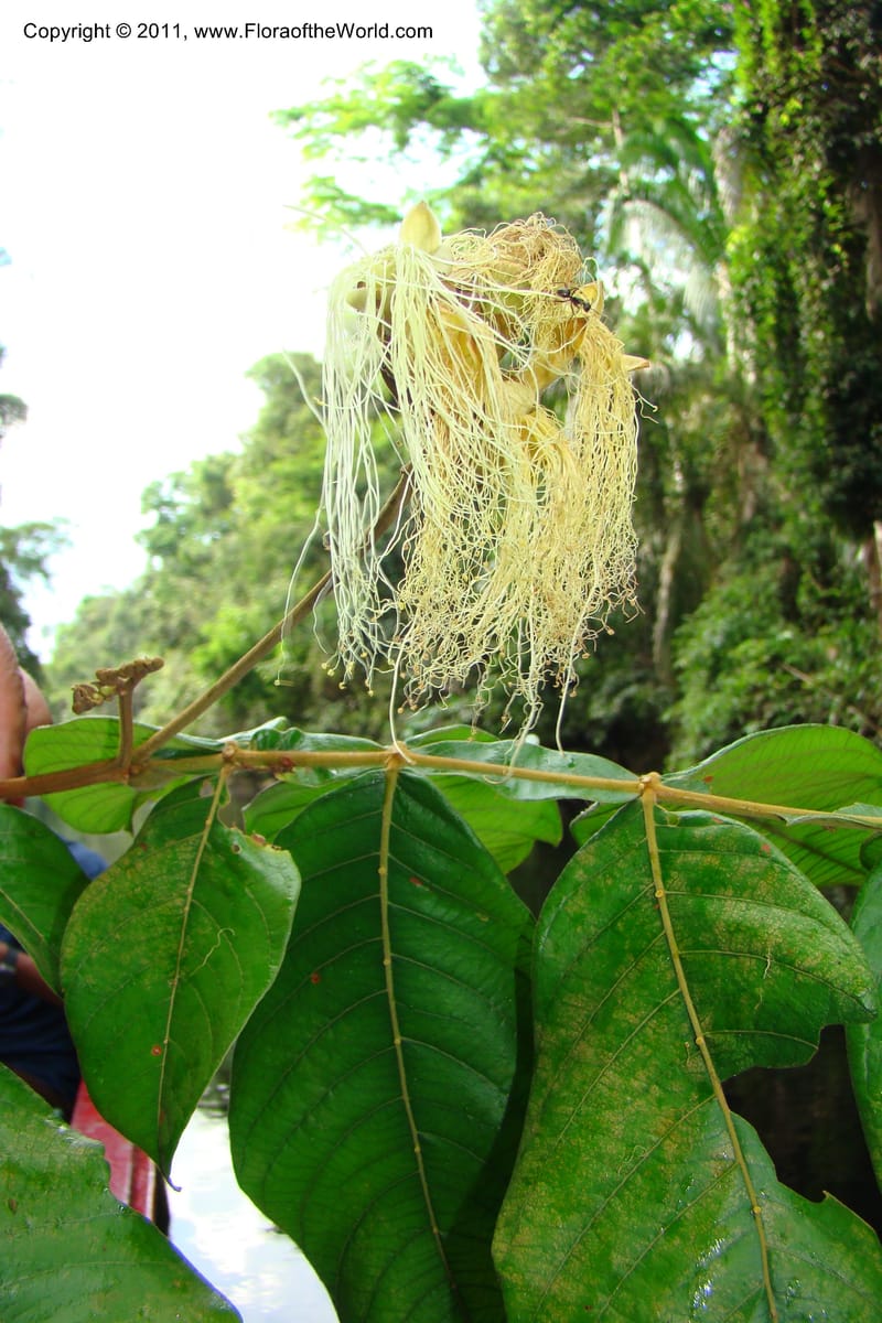 Inga, R. Vasquez 34990--Peru. Loreto. Dto.Parinari. Qbda Parinari. R.Samiria. 17 Nov 08. 738.jpg