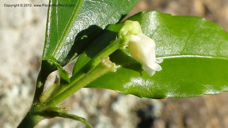 Rinorea angustifolia, N. Manjato 151--Madagascar. Mania River. 1 May 2010 159 (26).jpg