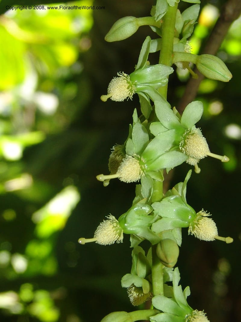 Marila laxiflora, AAraujoM1248--Bolivia. Pq. Nac. Madidi. Chalalan, Send. Anta. 30 Nov 04. 215.jpg