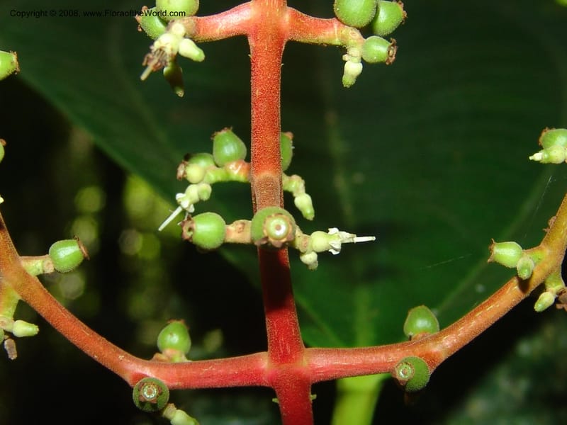 Miconia affinis, AAMurakami1253--Bolivia. Pq. Nac. Madidi. Chalalan. Send. Anta. 30 Nov 04. 276.jpg
