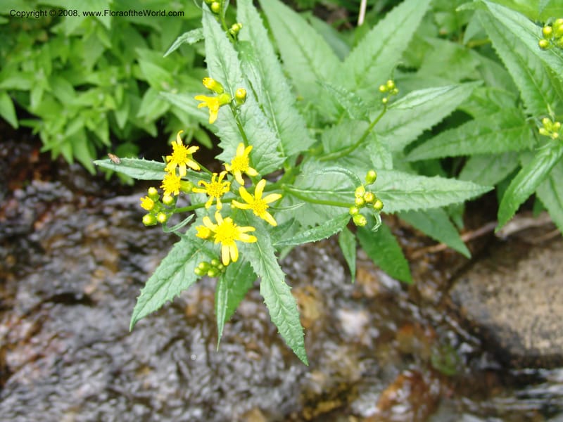 Senecio triangularis, CDavidson11114--ID. Adams Co. For. Serv. Rd. 453, to Goose Lk. 20 Jul 07. 131.jpg