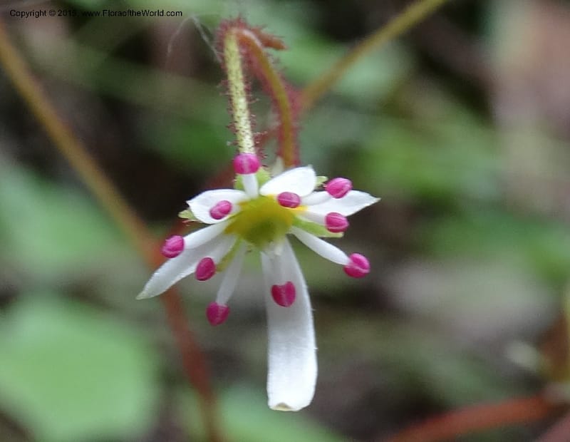 Saxifraga mengtzeana, Boufford, D 43703--China. Sichuan. LongDongZhen on Rd. to LeiYuan Shan. 13 May 2014. DSC05860 (64).JPG