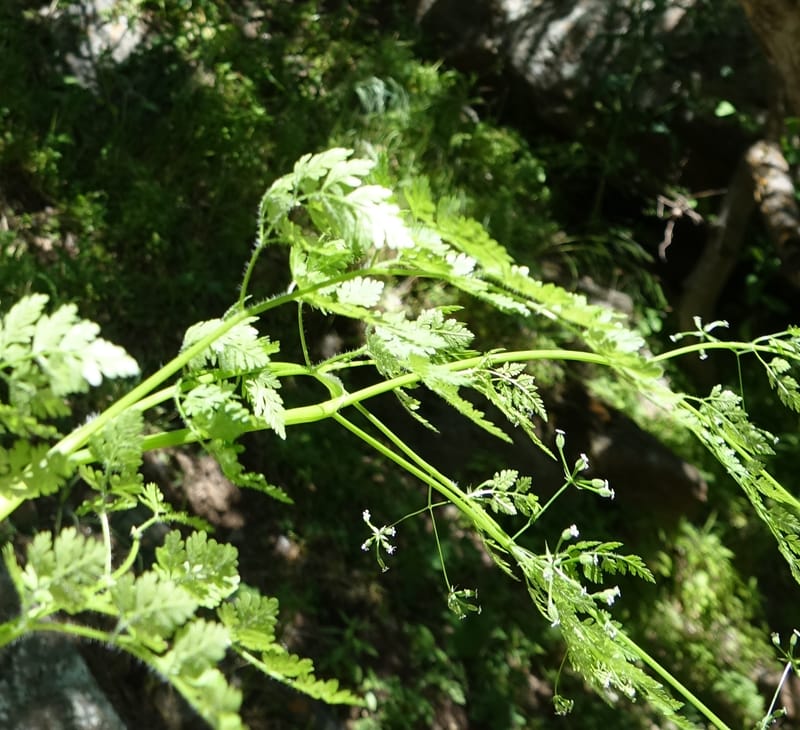 Anthriscus caucalis, C. Davidson 13580--ID. Idaho Co. Salmon R. Rd. E of Riggins. 24 May 2017. DSC00708. JPG (161).JPG