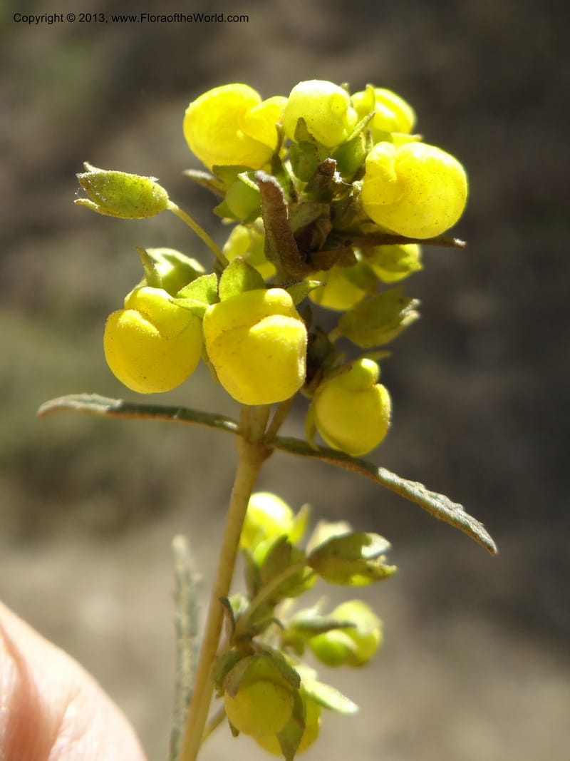 Calceolaria, WDS 34050--Chile. Pichilemu. 13 Feb 2013. DSC00590 (200).JPG