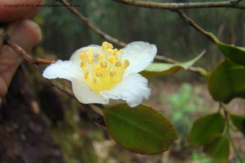 Camellia, Regalado 1650--Viet Nam. Lao Cai Prov. Sa Pa Distr. Hoang Lien Son. 6 Apr 09. 317.jpg