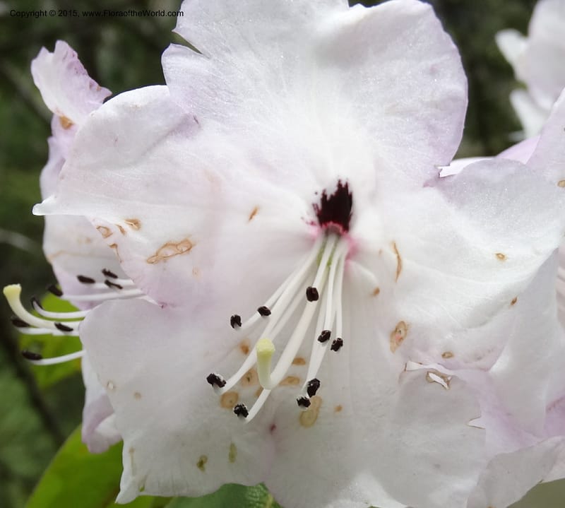 Rhododendron, Boufford, D 43643--China. Sichuan. XiaYingShan to XiangZhai. 10 May 2014. DSC05109 (166).JPG