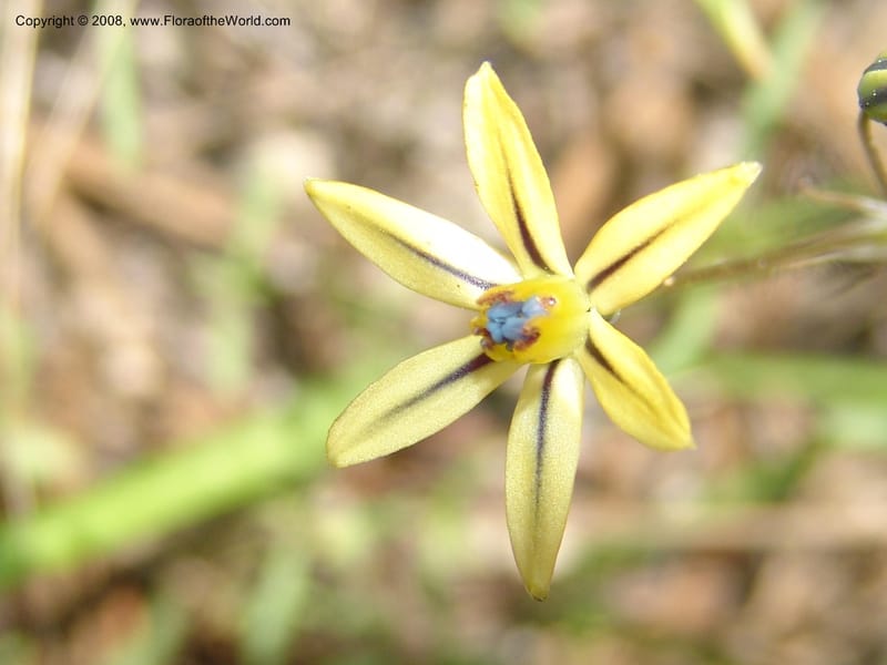 Triteleia  ixioides ssp anilina, CDavidson10913--CA.  Yosemite Nat. Pk. Glacier Pt Rd.  27 Jun 06. 149.jpg