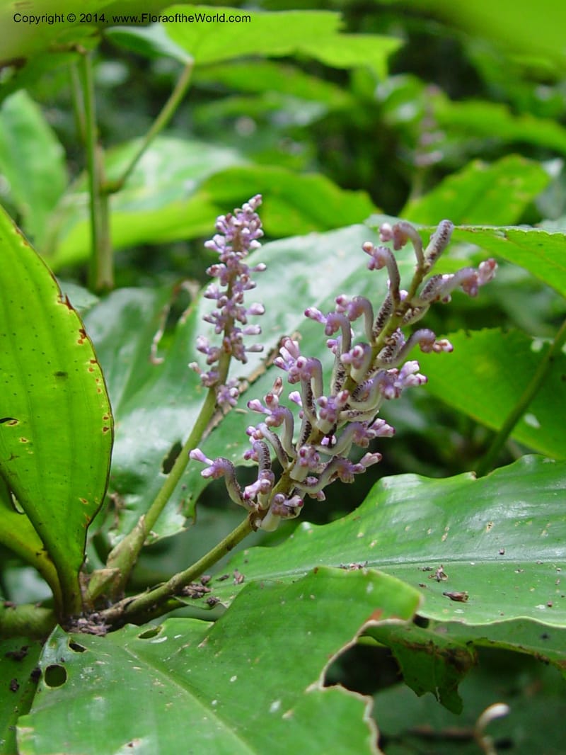 Palisota ambigua--Cameroon. Bimbia Mangrove Nat. Trail. 8 Dec 2003. 2C4 (6).jpg