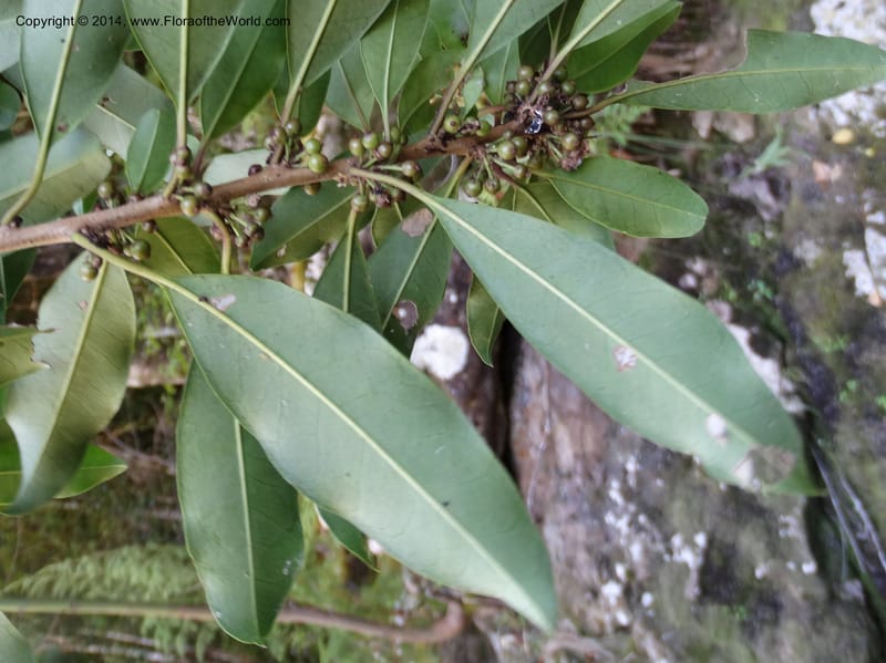 Rapanea melanophloeos, Davidson, C 12288--South Africa. Western Cape. Karatara River. 21 Jan 2014. DSC00950 (231).JPG
