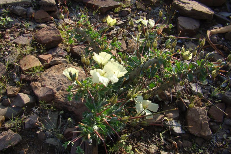 Monsonia crassicaule, C. Davidson 11553--South Africa. Northern Cape. Toward Gannabos. 25 Aug 09. 035.jpg