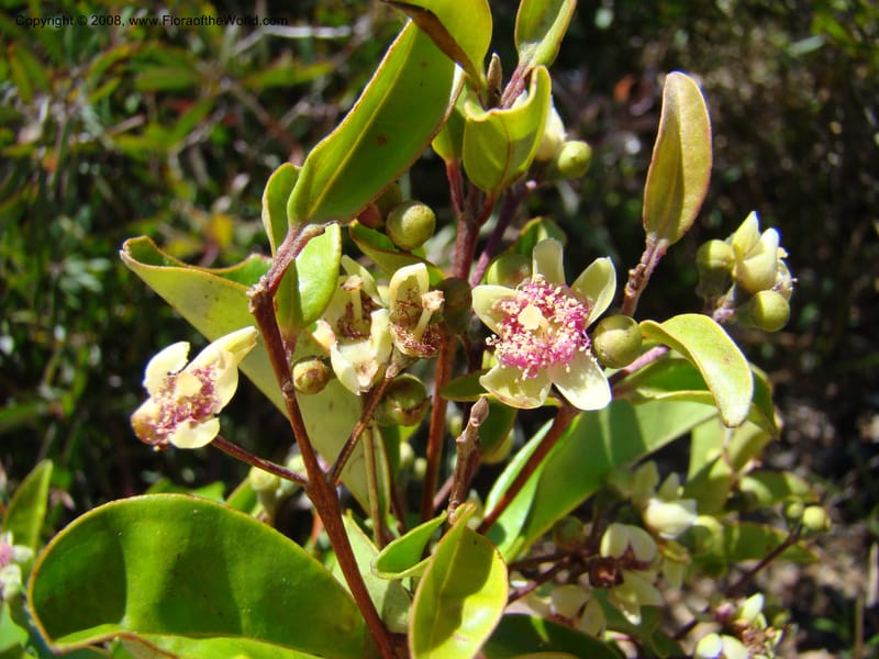 Archirhodomyrtus, JMunzinger4767--New Caledonia. Col d'Amoss. 14 Nov 07. 047.jpg
