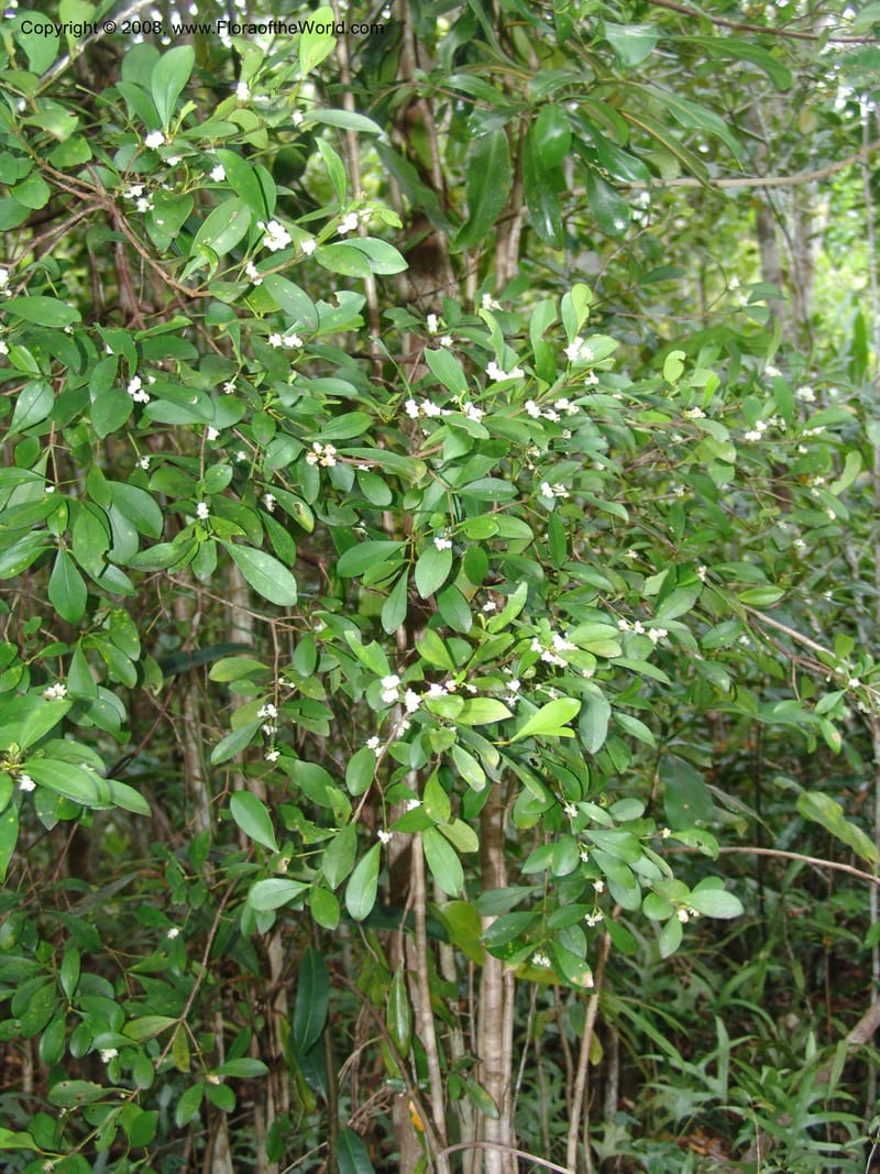 Garcinia, R.Ranaivojaona1378--Madag. Prov. Toliara. Mandena Centr. Res. Ecol. 18 Jan 06. 094.jpg