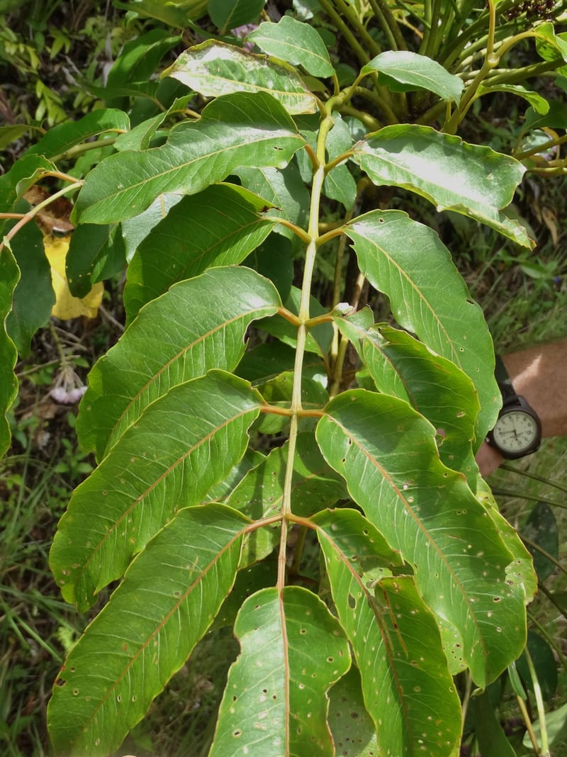 Polyscias joskei, Plunkett, C 3177--Fiji. Delaikoro Mtn. 3 Nov 2015. DSC08393 (68).JPG