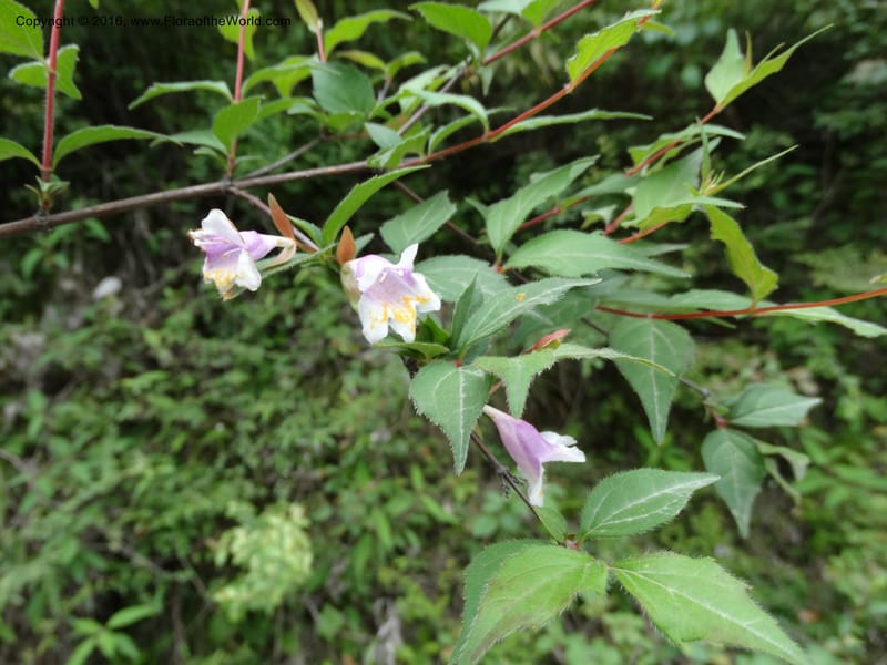 Abelia macrotera, Boufford, D 43692--China. Sichuan. LongDongZhen on Rd. to LeiYuan Shan. 13 May 2014. DSC05860 (187).JPG