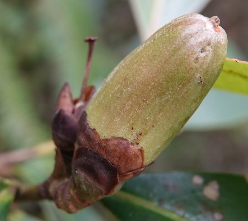 Polyspora axillaris, D. Boufford 44131--China. Yunnan. Meizi Lake Park. 3 May 2018. DSC01424 (96).JPG