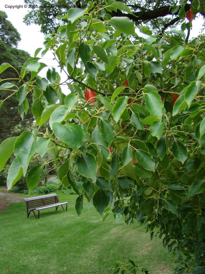 Cinnamomum camphorum--Australia. Royal Botanic Garden, Melbourne. 19-20 Mch 08. 422.jpg