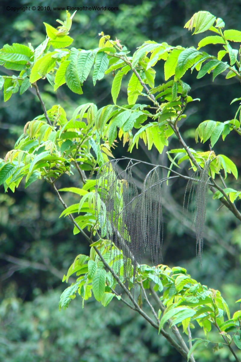 Rhoiptelea chiliantha, Regalado 1624--Viet Nam. Lao Cai Prov. Sa Pa Distr. Thac Bac. 5 Apr 09 002.jpg