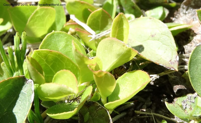 Gaultheria humifusa, Davidson, C 12546--ID. Valley Co. Cloochman Saddle Rd. 1 Jul 2014. DSC09181 (56).JPG