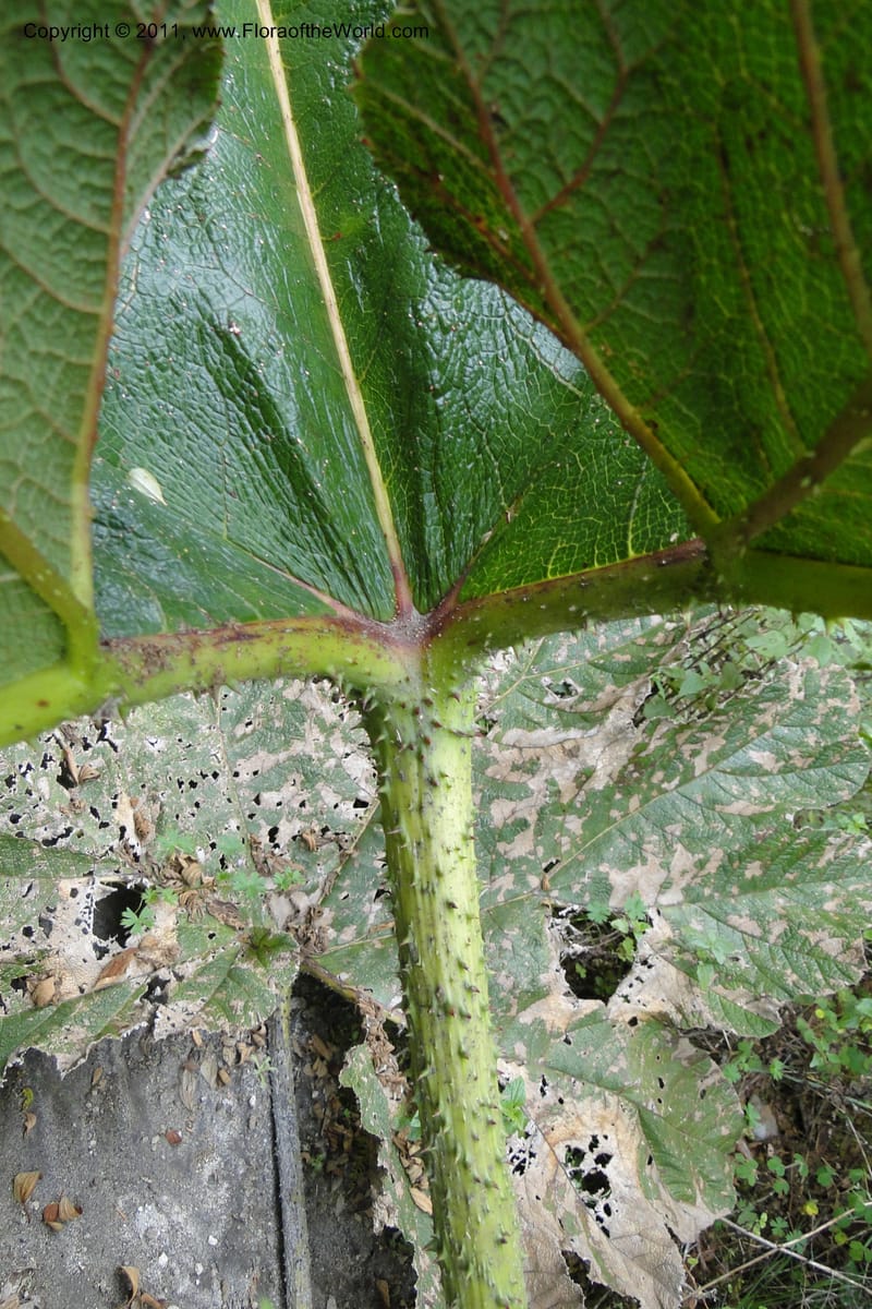 Gunnera brephogea, Ulloa 2180--Ecuador. Pichincha. Reserva Yanacocha. 11 Jun 2011. 311 (8).jpg