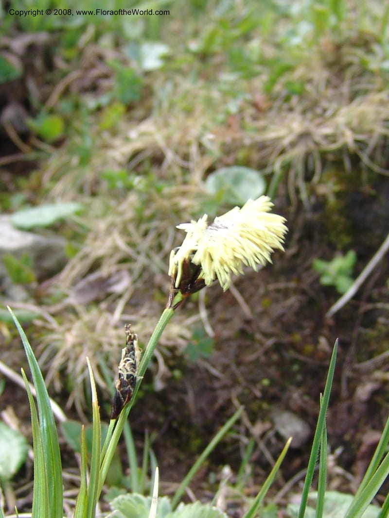 Carex medvedevii--Georgia. Vic. of Tskhrats'karo Pass. 7 Jun 05. 034.jpg