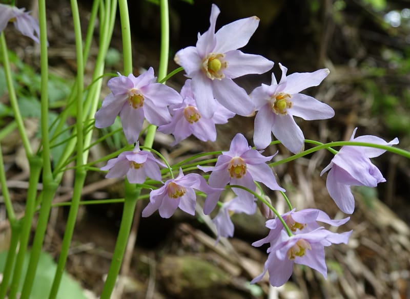 Ranzania japonica--Japan. Myoko Kenmin-no-mori. Hiuchiyama Trial. 27 May 2016.  (192).JPG