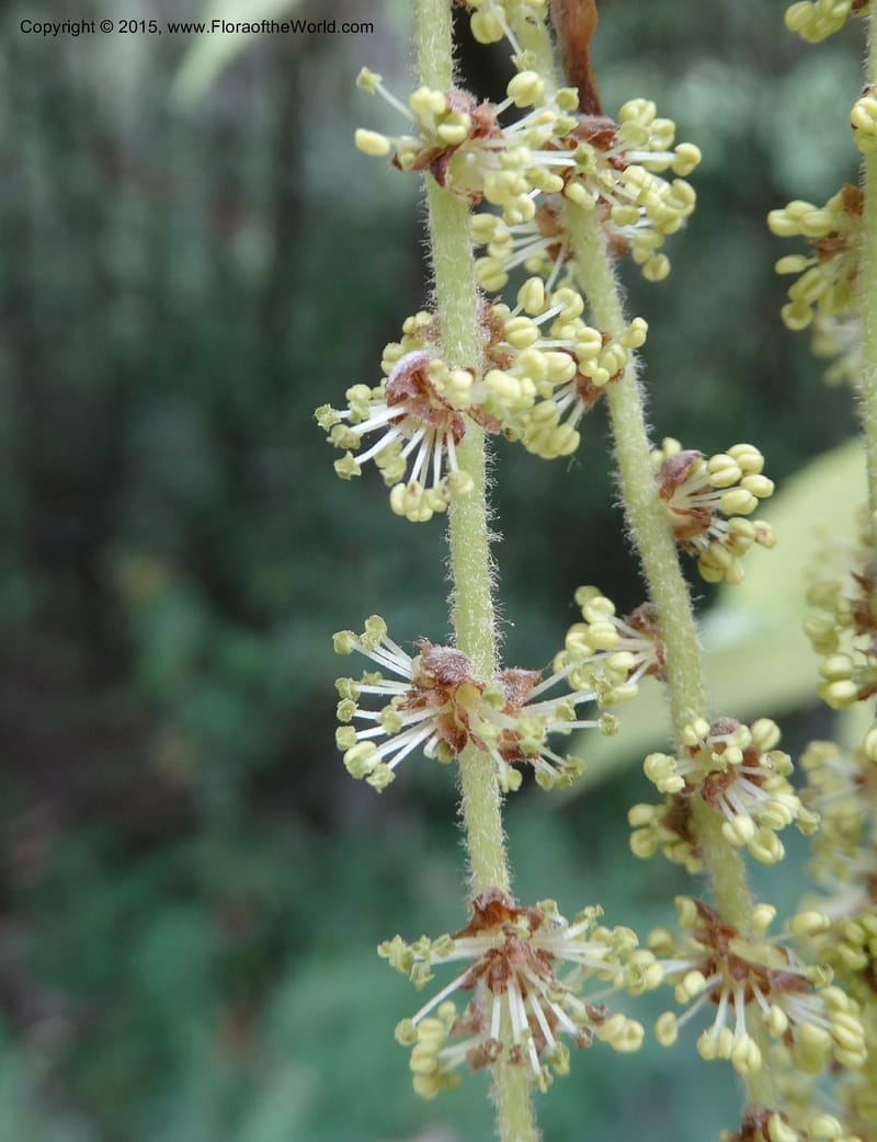 Quercus, Boufford, D 43691--China. Sichuan. LongDongZhen on Rd. to LeiYuan Shan. 13 May 2014. DSC05860 (128).JPG