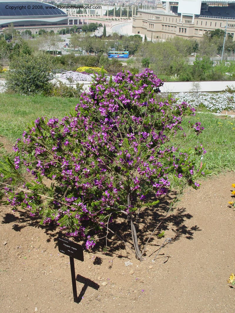 Polygala virgata--Spain. Barcelona Botanic Garden. 21 Apr 04. 053.jpg