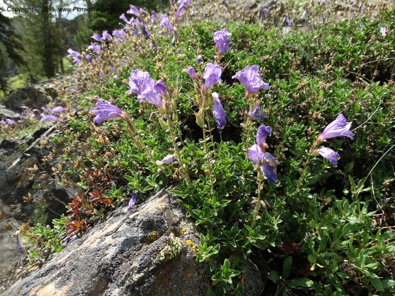 Penstemon fruticosus var. serratus, Davidson, C 12590--ID. Idaho Co. Seven Devils Camp Ground. 15 Jul 2014. DSC00113 (109).JPG