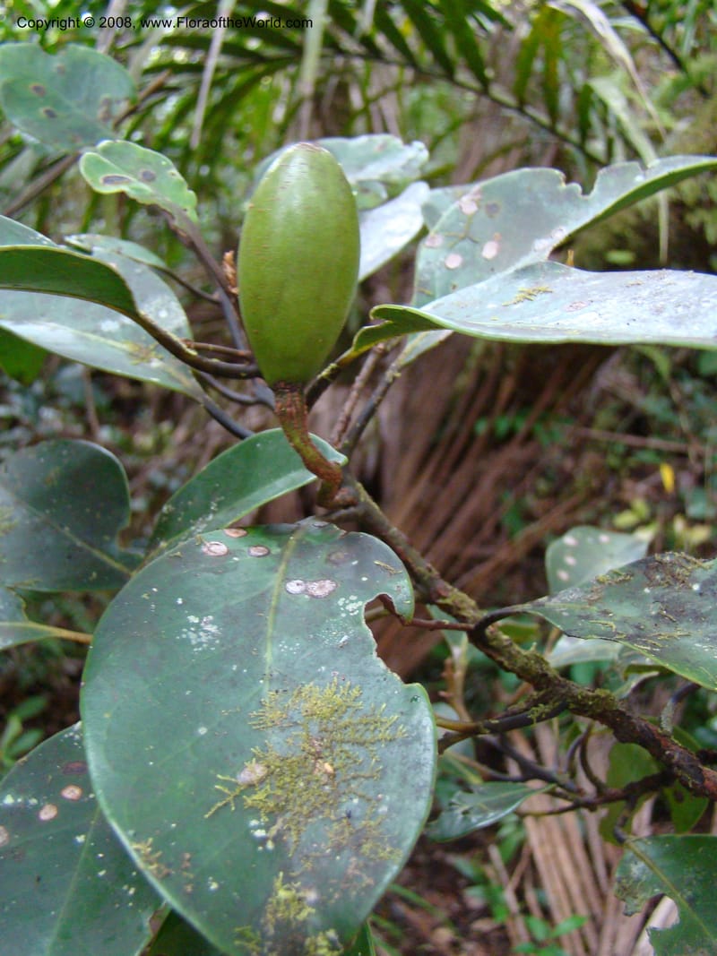 Endiandra, JMunzinger4848--New Caledonia. Plateau de Dogny. 19 Nov 07. 097.jpg