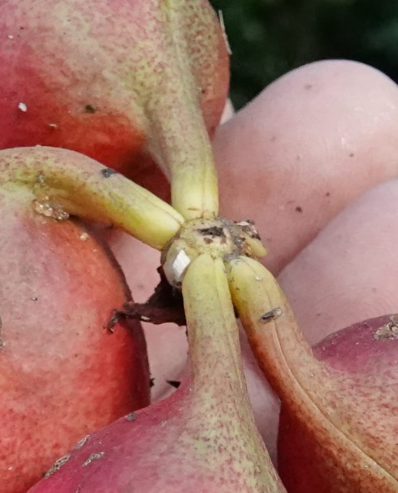 Cola cauliflora, C. Davidson 13947--Gabon. Maurel & Prom rd. Afternoon. 2 Nov. 2018. DSC01682 (222).JPG