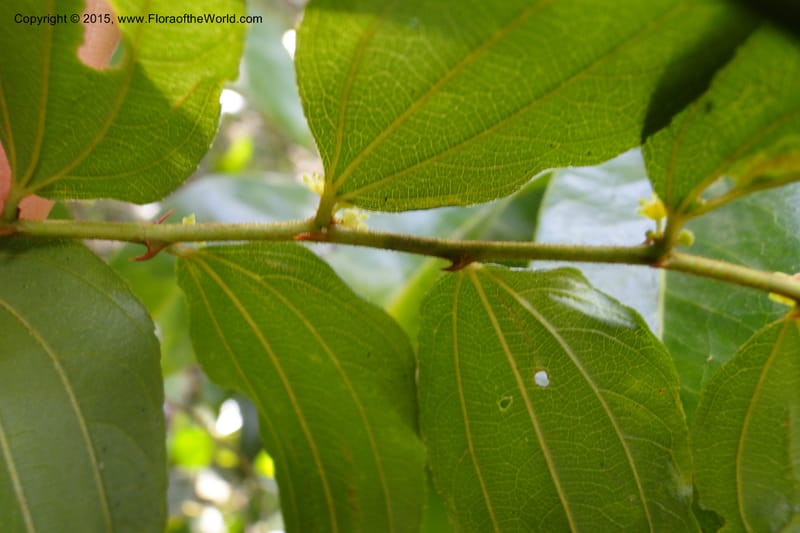 Ziziphus, Regalado 1915--Viet Nam. Da Ha to Tan Not R. Sta. 14 May 2011. 092.jpg