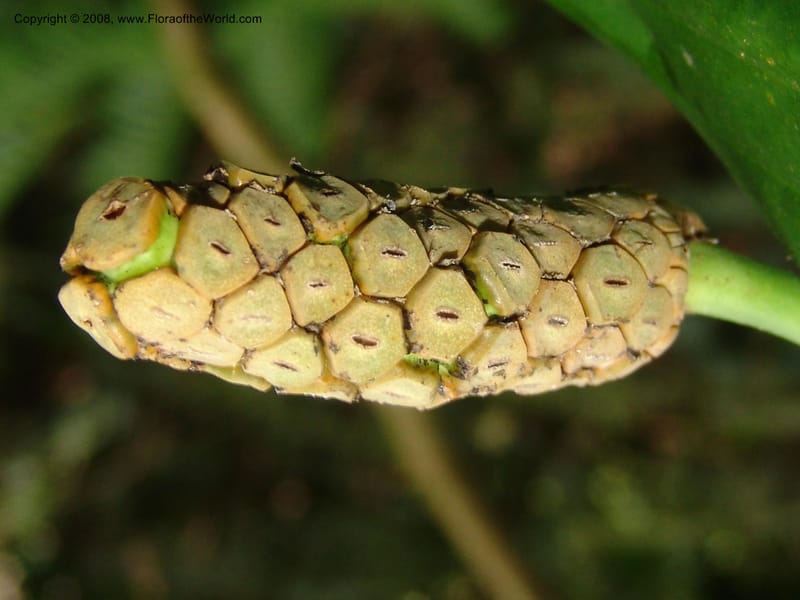 Monstera, RVasquez33048--Peru. Pillcopata. Qbda Sachavacayoc. 29 Oct 07. 091.jpg