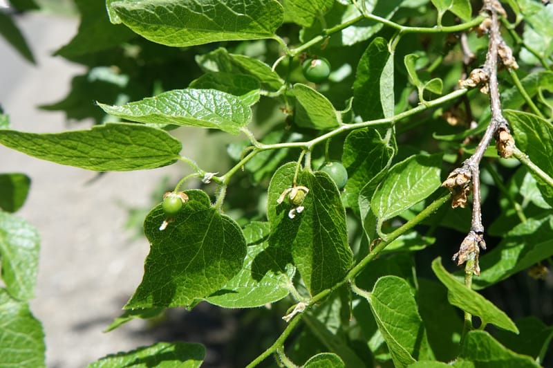 Celtis reticulata, C. Davidson 13581--ID. Idaho Co. Salmon R. Rd. E of Riggins. 24 May 2017. DSC00708. JPG (197).JPG