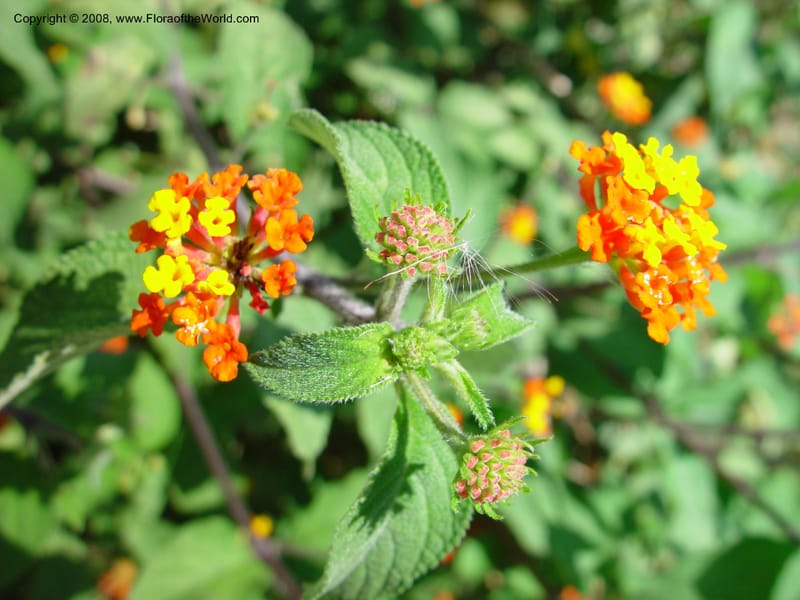 Lantana camara--Costa Rica. INBio Parque, San Jose. 29 Mch 03. 095.jpg