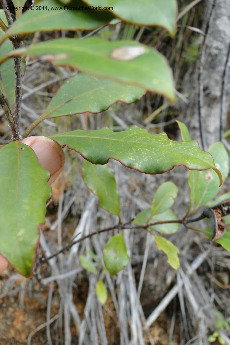 Pittosporum veillonii, J. Munzinger 6583--New Caledonia. Mine St. Louis Boulinda. 18 Feb 2011. 142 (2).jpg