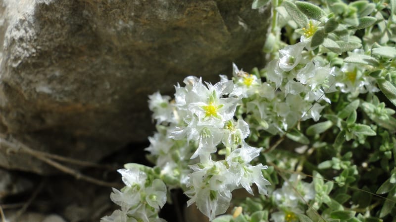 Paronychia kurdica, A. G. Miller 120.6--Iraq. Kurdistan. Shakh-i Pira Magun. 9 June 2010. 265 (5).jpg