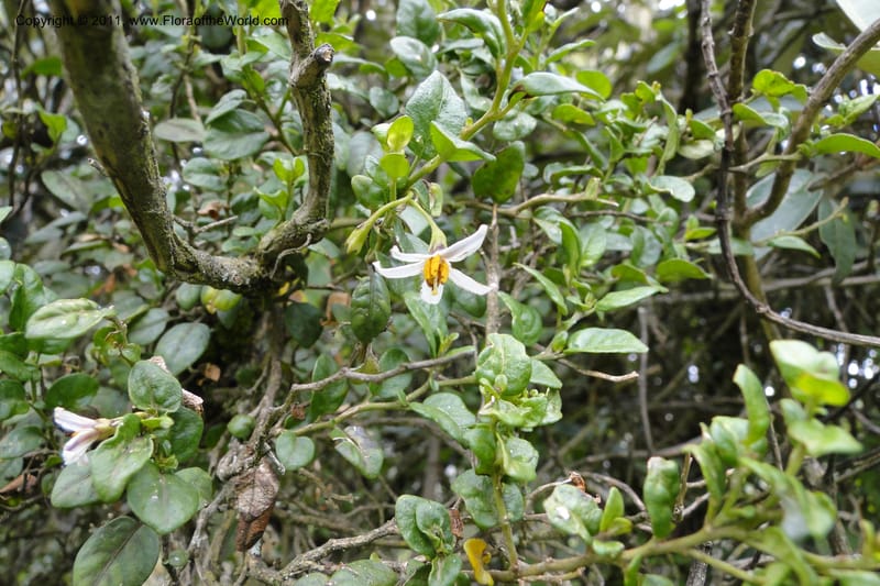 Solanum, Ulloa 1967--Ecuador. Pichincha. Old rd to Papallacta. 31 May 2011. 091 (10).jpg