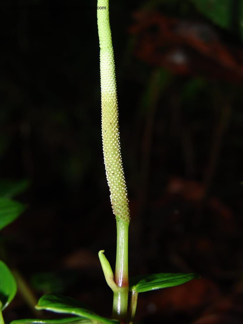 Peperomia, Croat 95709--Ecuador. Maquipucuna Biol. Res. Send. Princip. 11 Mar 06. 059 (7).jpg