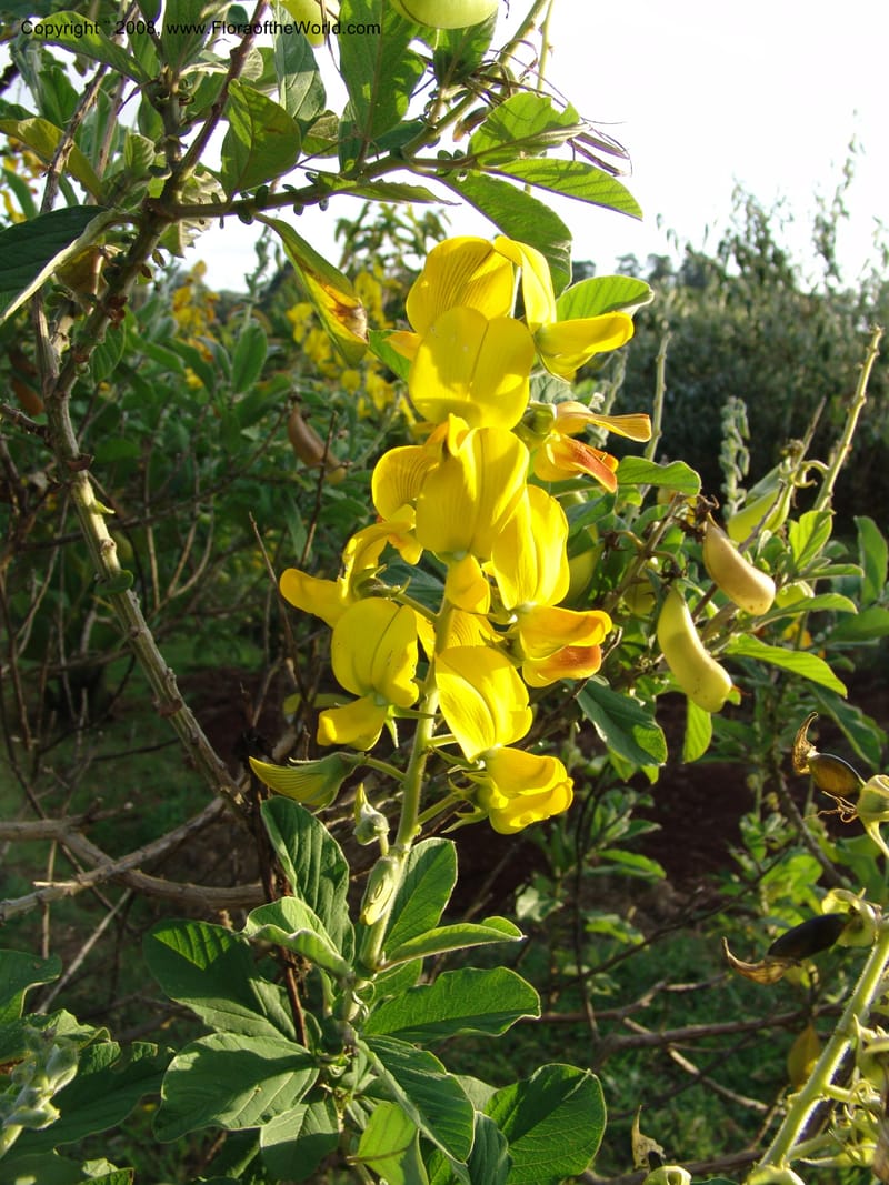 Crotalaria--Kenya. Brackenhurst Bot. Gard., Limuru.  26 Jun 04. 045.jpg