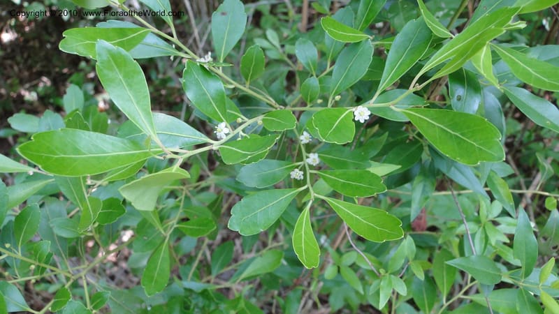 Ilex glabra, Mori 27397--North Carolina. Johnson Co. Hwy 50. SE of Benson. 21 May 2010. 091 (76).jpg