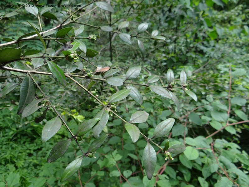 Buxus sinica var. aemulans, Davidson, C 12044--China. Anhui Prov. Huang Shan. 8 Jun 2012. DSC02431 (153).JPG