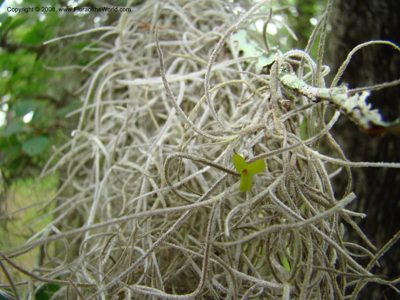 Tillandsia usneoides, CDavidson11164--TX. Walker Co. Newport Village Rd. 27 Apr 08. 153.jpg