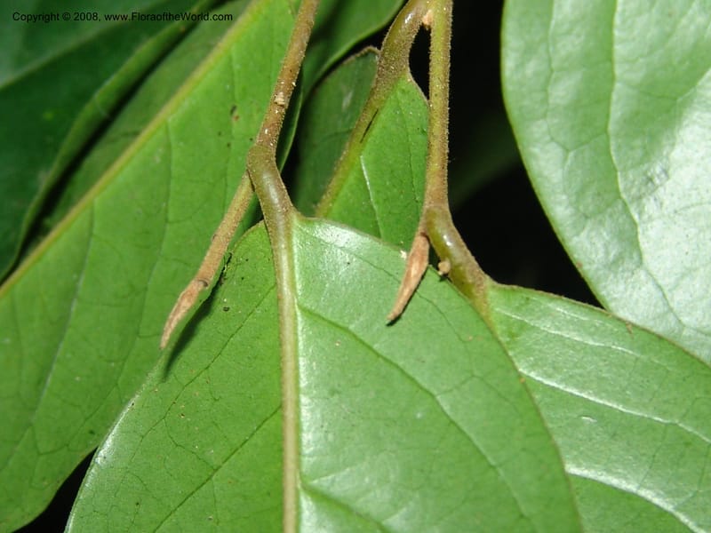 Diospyros, MLeal1141--Gabon. Prov. Ogooue-Iv. Res. Lope. Sommet Main. 19 Apr 06. 197.jpg
