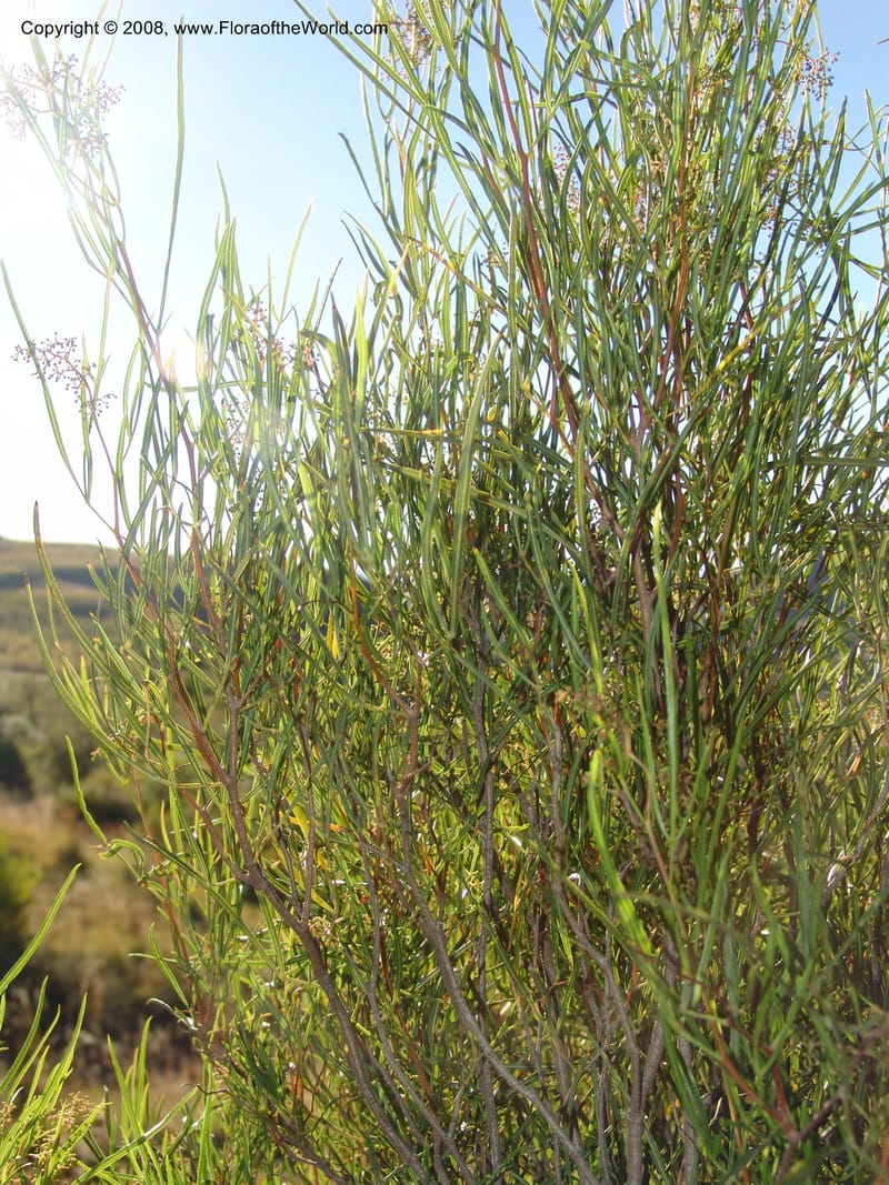 Rhus--So.Africa. E. Cape. Joubert's Pass, SE of Lady Gray. 9 Mch 05. 240.jpg