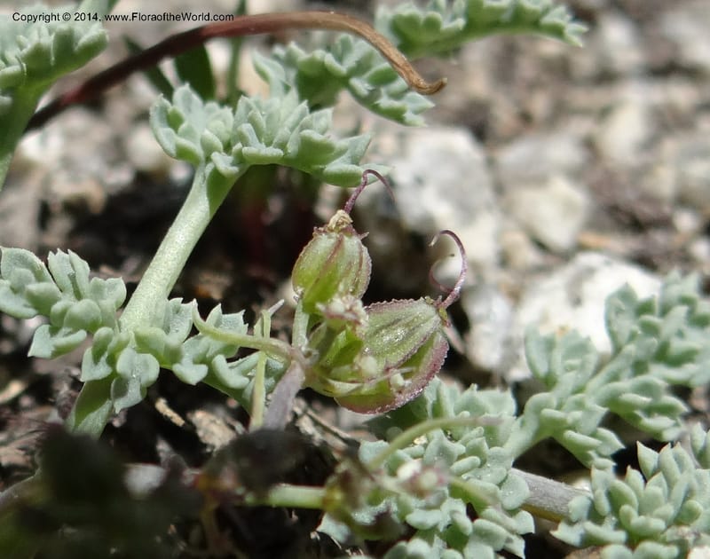 Cymopterus glaucus, Davidson, C 12196--ID. Boise Co. Scott Mtn. Lookout Road. 18 Jun 2013. DSC06609 (121).JPG