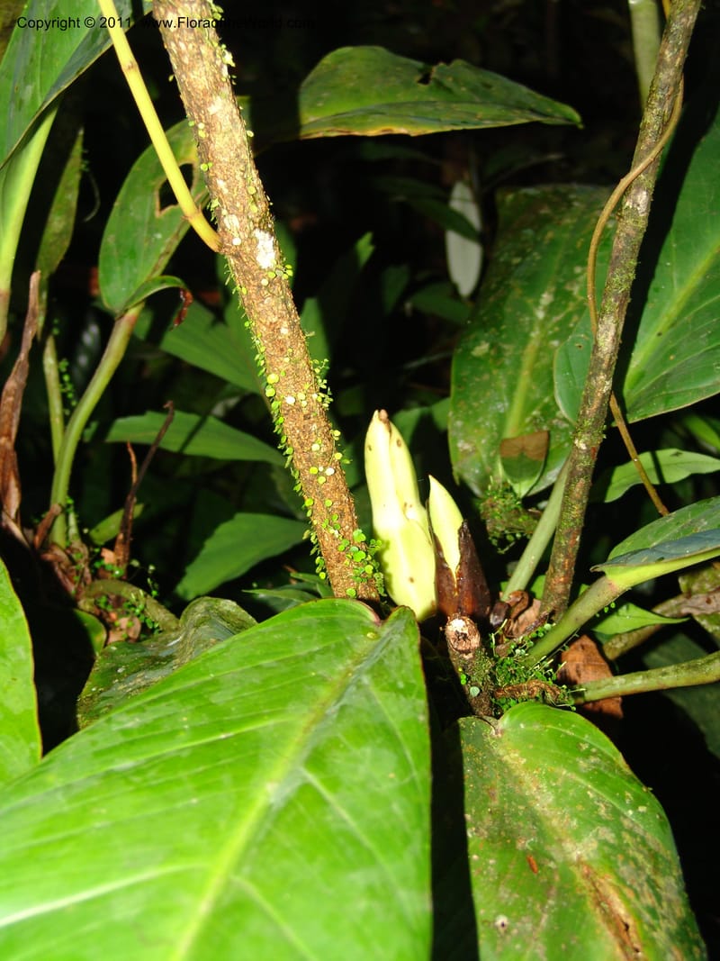 Philodendron, RVasquez31562--Peru. Prov. Oxa. Estac. Paujil. Send. El Mirador. 16 Oct 06. 515.jpg