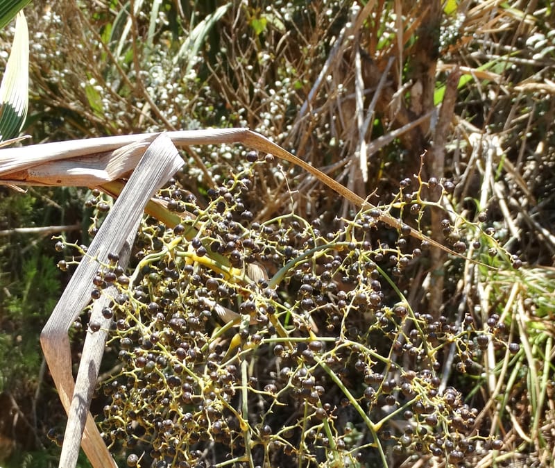 Joinvillea, Callmander, M 1274--New Caledonia. PinPin. 20 Nov 2015. DSC03938 (356).JPG